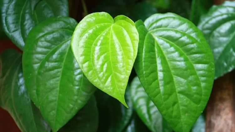 Warisan Herbal Daun Sirih dengan Segala Manfaatnya
