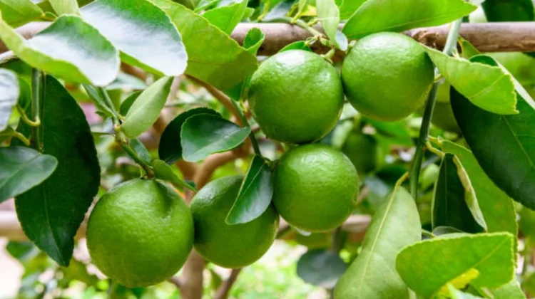 Manfaat Minuman Jeruk Nipis dan Madu