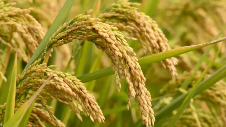 Padi Biofortifikasi Inovasi Pertanian untuk Gizi dan Masa Depan