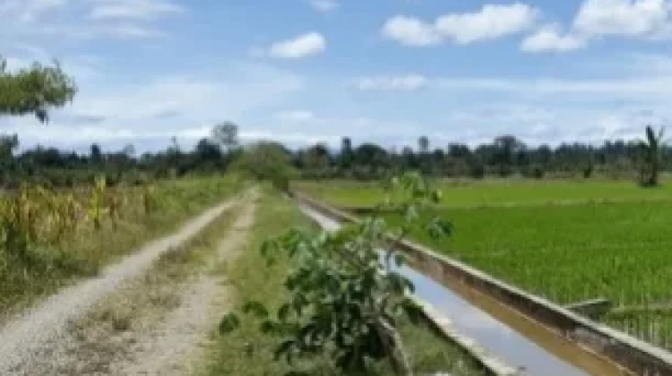 Petani Nabire Mulai Musim Tanam Padi April 2026