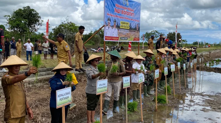 Perdana, Pemkab Nabire Tanam Padi Biofortifit