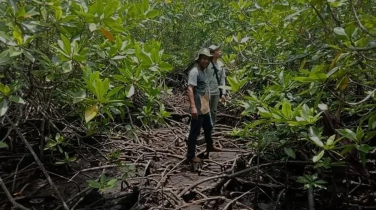 Warga Nabire Dihimbau Tidak Lagi Merusak Hutan Bakau, tetapi Ikut Melestarikan