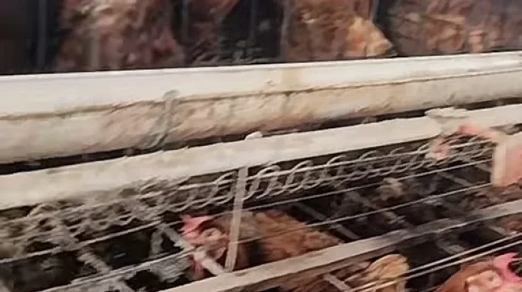 Ternak Ayam Petelur di tengah Kenaikan Permintaan Pangan