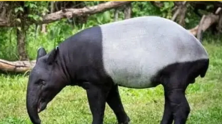 Hari Tapir Sedunia, Upaya Meningkatkan Kesadaran Pelestarian Satwa Langka