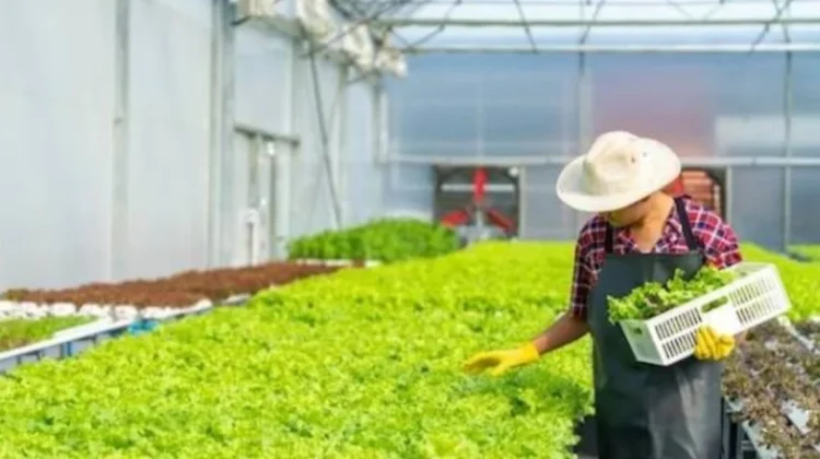 Petani Beralih ke Pertanian Organik, Kesadaran Kesehatan dan Lingkungan Meningka