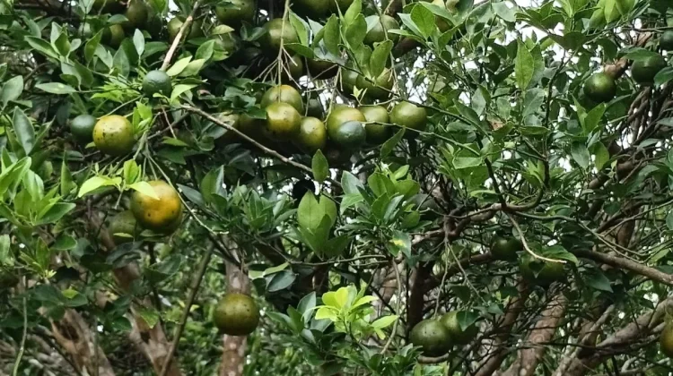 Petani Buah di Nabire Memasuki Masa Panen