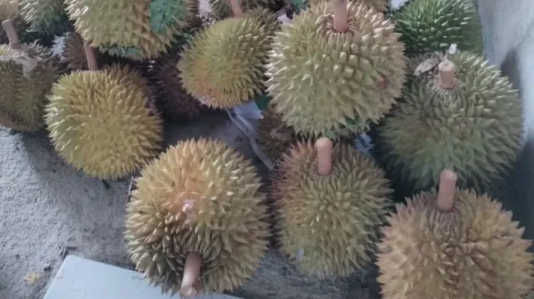 Tips Memilih Durian yang Bagus dan Manis