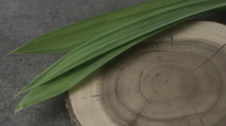 Manfaat Daun Pandan untuk Kesehatan: Aroma Wangi, Khasiat Alami