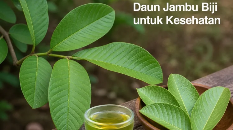 Manfaat Daun Jambu Biji untuk Kesehatan: Herbal Sederhana dengan Khasiat Luar Bias
