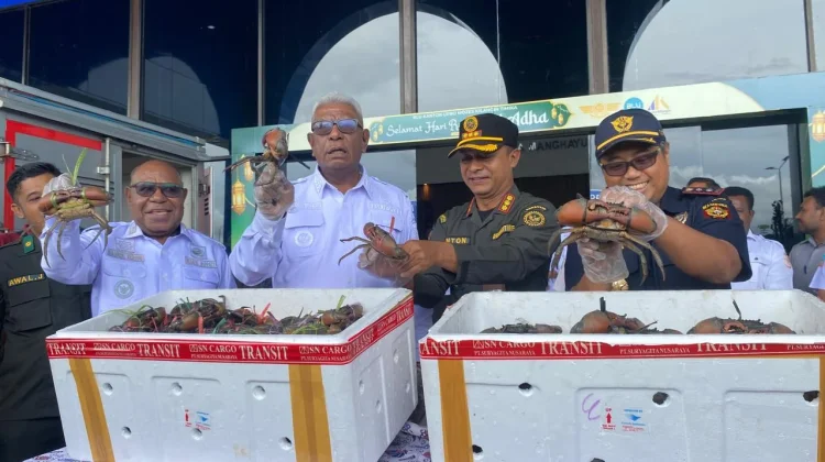 UMKM Mimika Tembus Pasar Global lewat Ekspor Kepiting Bakau