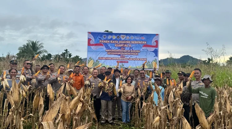 Perkuat Ketahanan Pangan Nasional, Polda Papua Tengah Panen Raya Jagung di Nabire