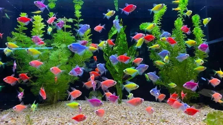Ikan Hias Semakin Diminati, Peluang Hobi Sekaligus Usaha Menjanjikan