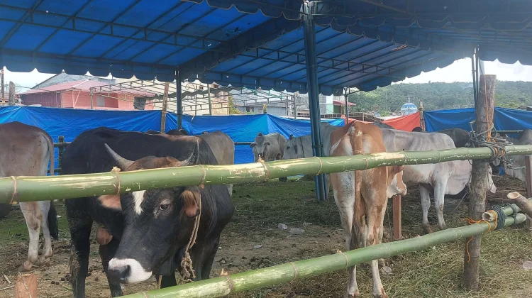 Cara Memilih Hewan Kurban yang Sehat dan Sesuai Syariat