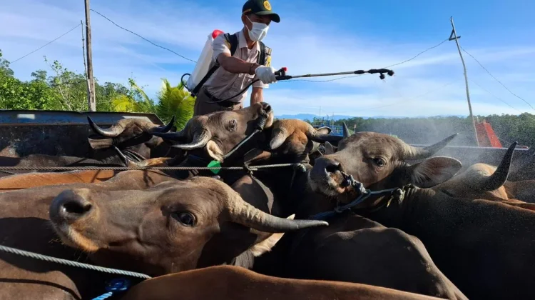 Karantina Papua Tengah Perketat Pengawasan Hewan Kurban Jelang Idul Adha 1447 H di