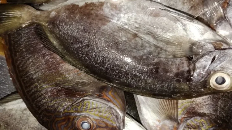 Olahan Ikan Batu Ala Rumahan Semakin Diminati Masyarakat