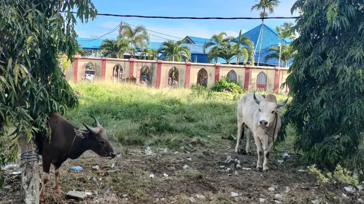 Cara Mengolah Daging Qurban yang Sehat