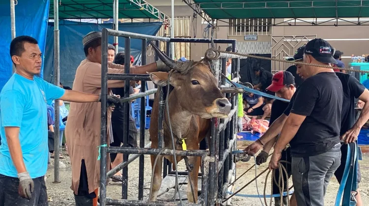 Pemotongan Hewan Qurban di Masjid Al-Azhar, 14 Sapi Disalurkan untuk Warga