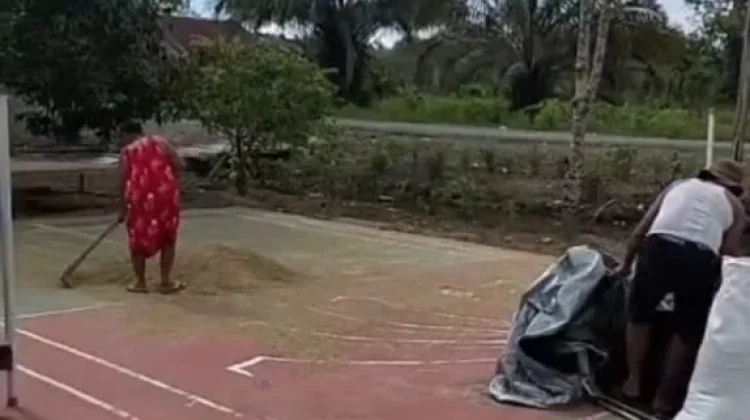 Petani Masih Menanam Padi di Kampung Topo Jaya Nabire