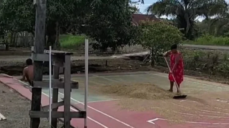 Petani Masih Menanam Padi di Kampung Topo Jaya Nabire