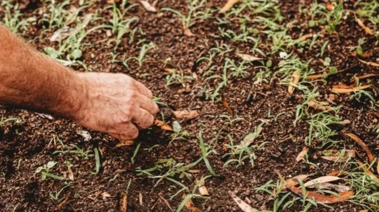 Cara Membasmi Rumput Liar Secara Efektif, Kebun dan Pekarangan Lebih Bersih