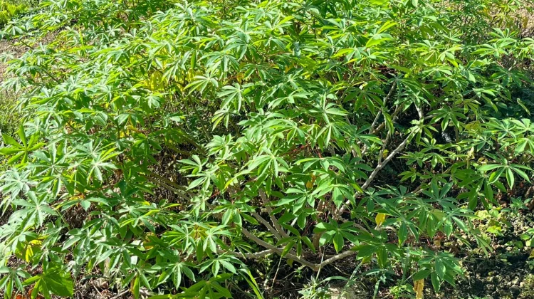 Daun Singkong, Sayuran Sederhana dengan Segudang Manfaat bagi Kesehatan