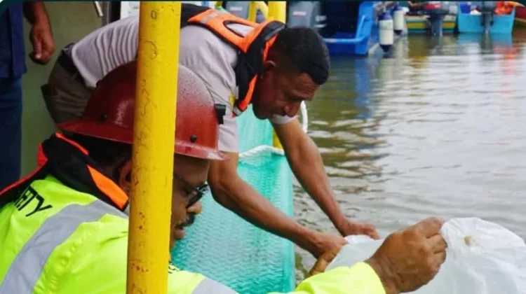 Karantina Papua Tengah Perkuat Konservasi Perairan Lewat Restocking Kakap Putih
