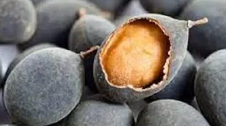 Buah Asam Kranji, Buah Lokal yang Kaya Manfaat bagi Kesehatan