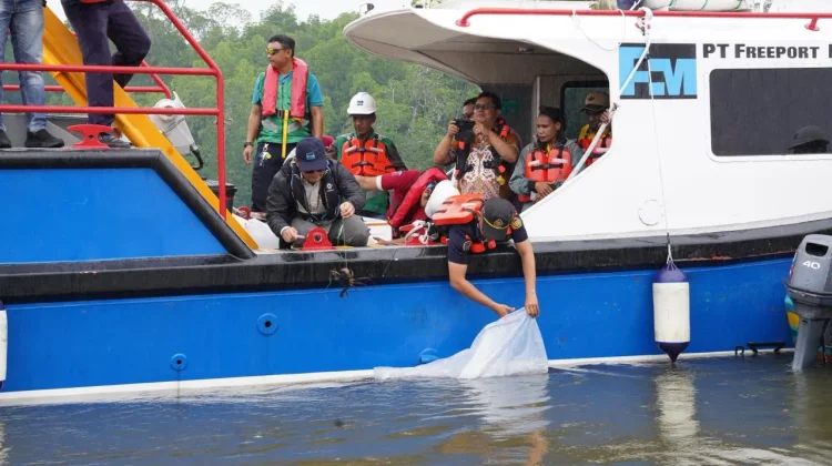 Dukung Nelayan Pesisir, PTFI Lepas Bibit Ikan dan Kepiting Bakau di Mimika