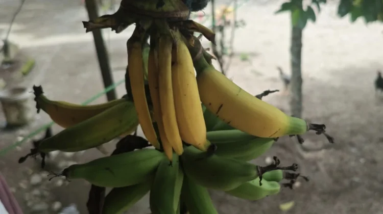 Manfaat Pisang Muda Untuk Kesehatan