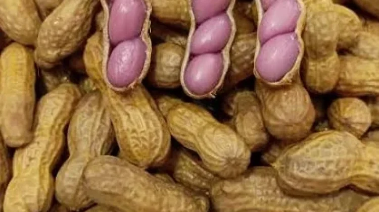 Kacang Rebus, Jajanan Legendaris yang Tetap Digemari Semua Kalangan