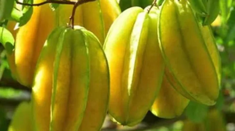 Lawan Cuaca Panas dengan Segelas Jus Belimbing Kaya Vitamin C