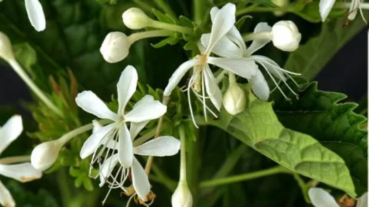 Kembang Bugang, Tanaman Herbal Tradisional Dipercaya Membantu Meredakan Demam