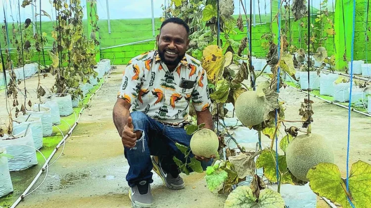 Panen Perdana Melon Greenhouse, Bukti Pertanian Modern Tumbuh di Mimika
