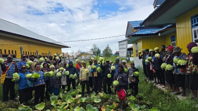 Dinas Pertanian Kabupaten Deiyai Upayakan Peningkatan Produksi Tanaman Pangan