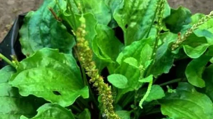 Daun Sendok, Tanaman Herbal Sederhana yang Menyimpan Banyak Manfaat untuk Kesehat