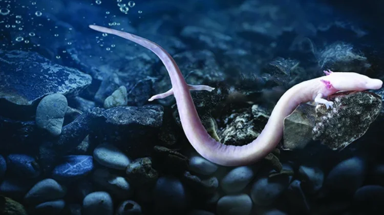 Olm, Salamander Gua Misterius yang Bisa Hidup hingga Puluhan Tahun tanpa Cahaya