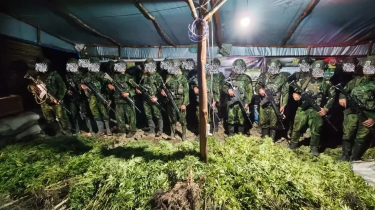 Ladang Ganja di Pedalaman Yahukimo Terungkap Lewat Operasi Koops Habema