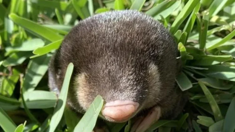 Tikus Mol Emas, Mamalia Misterius yang Menggali Tanah dengan Kemampuan Luar Biasa