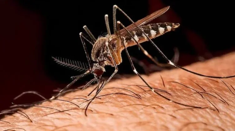 Mengenal Malaria Gejala, Pencegahan, dan Pengobatannya