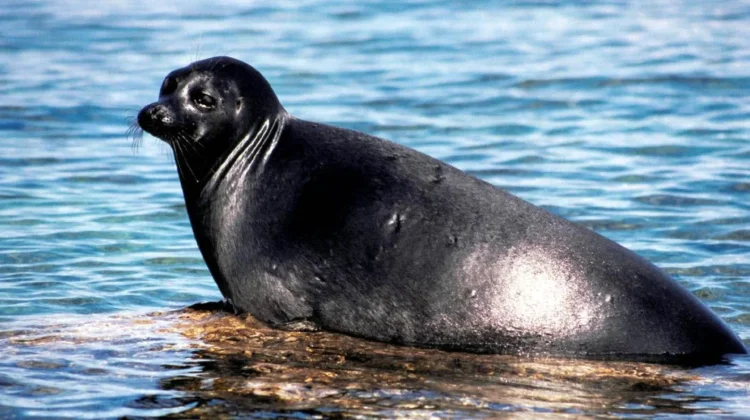 Anjing Laut Baikal, Mamalia Laut Terkecil di Dunia yang Hidup di Danau Air Tawar