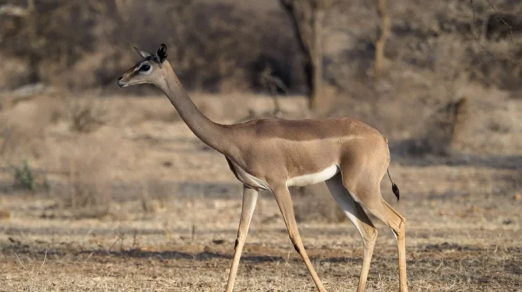 Gerenuk, Antelop Berleher Panjang yang Mampu Berdiri dengan Dua Kaki