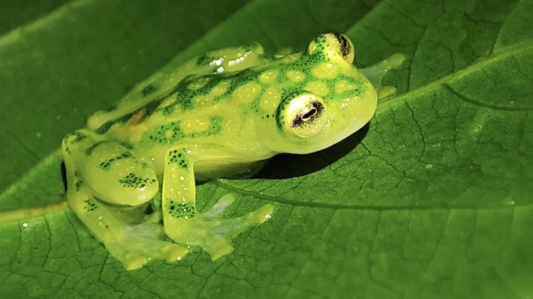 Katak Kaca, Amfibi Transparan dengan Organ Tubuh yang Bisa Terlihat
