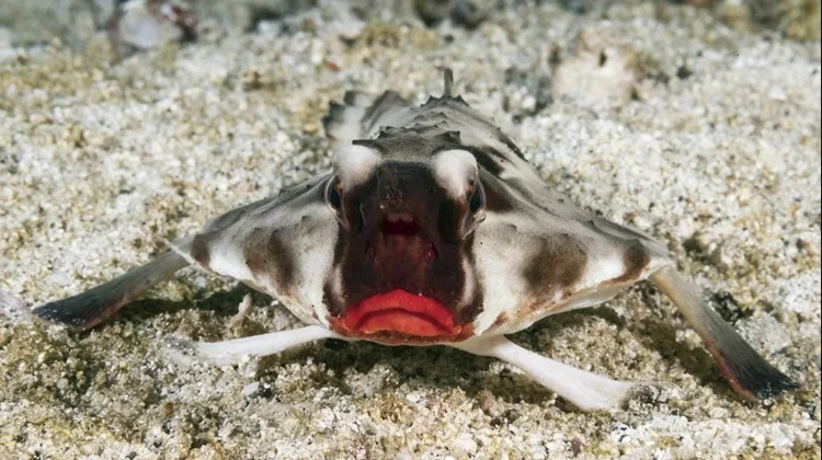 Red-Lipped Batfish, Ikan Berbibir Merah yang Berjalan di Dasar Laut