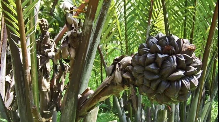 Pohon Nipah, Penjaga Pesisir yang Bernilai Ekonomi Tinggi