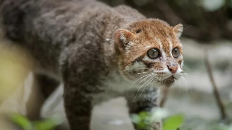 Kucing Kepala Pipih, Kucing Langka Asia yang Jago Berburu di Air