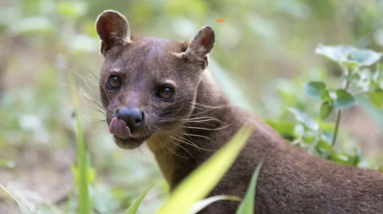 Fossa, Predator Misterius Madagaskar yang Ahli Memanjat Pohon