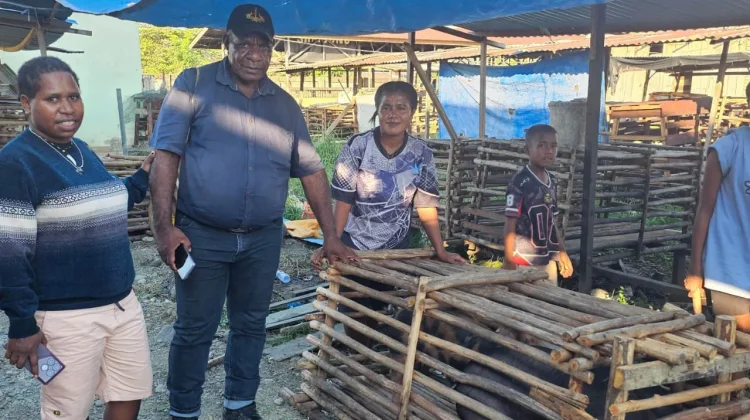 Kepala Suku Nduga Sambut Positif Bantuan Bibit Babi, Harap Berkelanjutan