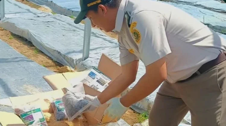 Dukung Hilirisasi, Karantina Papua Tengah Kawal 105 Ribu Benih Kakao