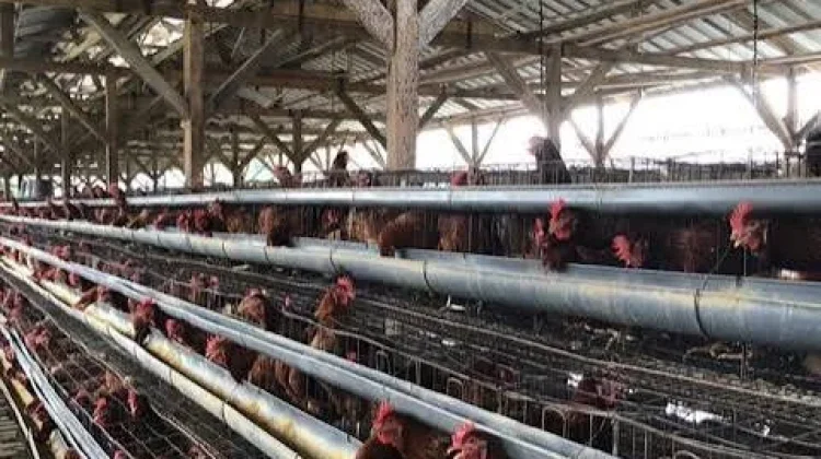 Langkah-Langkah Utama Membangun Usaha Ternak Ayam yang Sukses
