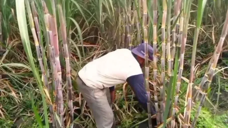 APTRI Desak HPP Gula Petani Naik Jadi Rp16.875 per Kilogram